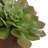 Uttermost Sable Succulent Accent In Pot