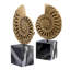 Ammonite Object Decor