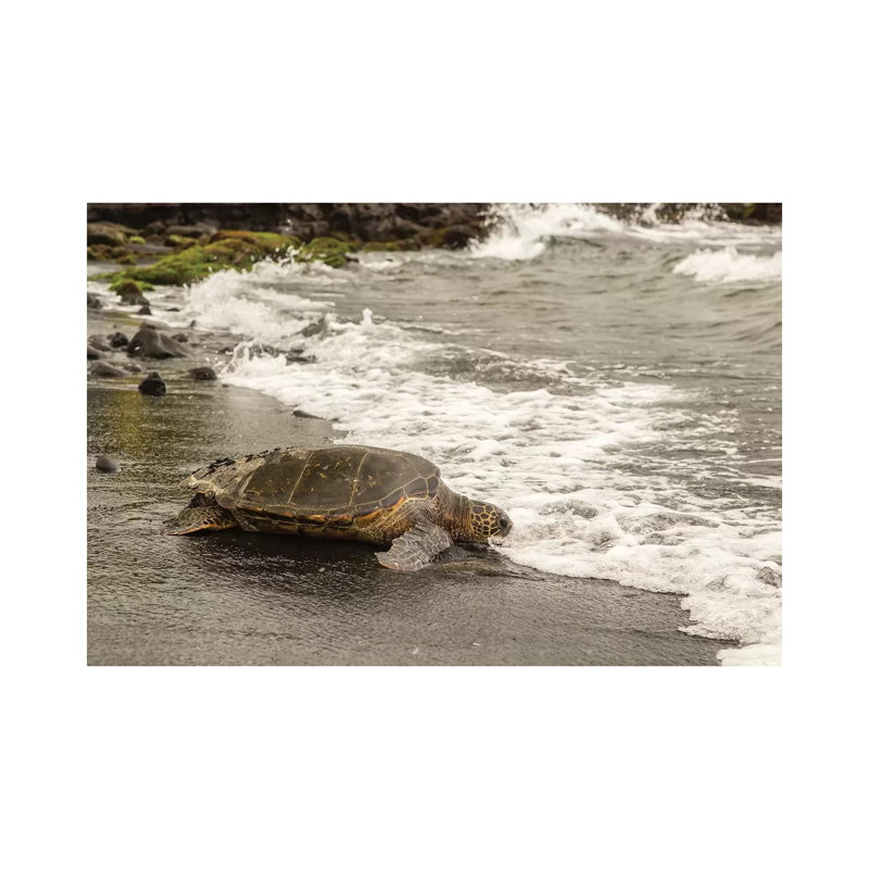 USA, Hawaii, Punalu'u Black Sand Beach. Green Sea Turtle Entering Surf. by Jaynes Gallery - Wrapped Canvas Gallery-Wrapped Canvas Giclée