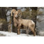 «Big Horn Ram» par Mtnmichelle - photographie sur toile tendue