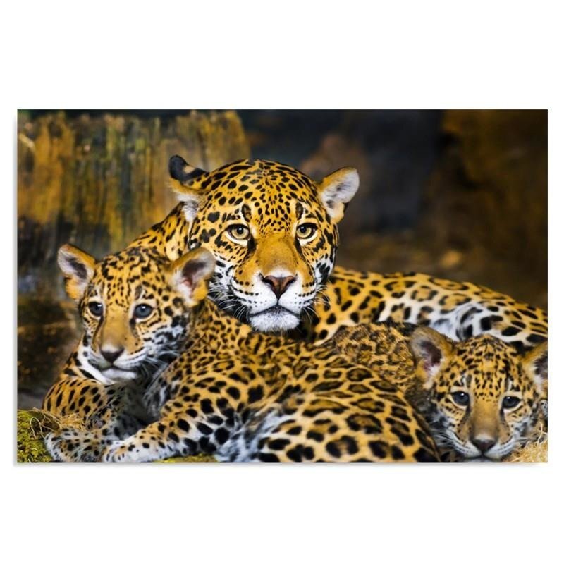 Leinwandbild Leopards Family