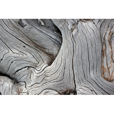 Tree Background by SafakOguz - Wrapped Canvas Print
