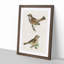 Chiffchaff & Sparrow by Von Wright - Picture Frame Painting Print-55536160-55536161