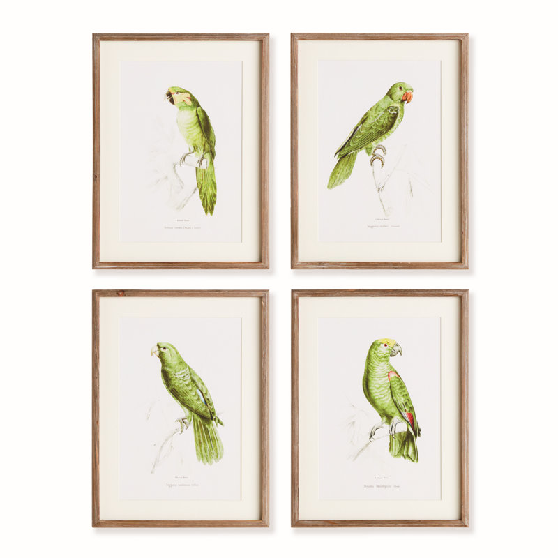 Illustration de perroquet en vert