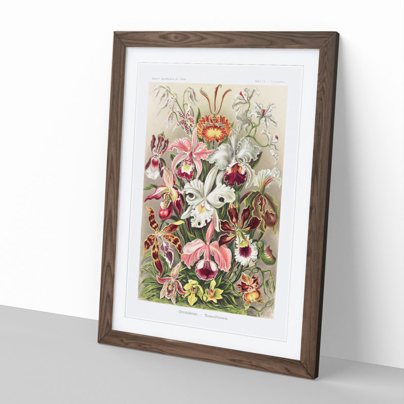 Orchids by Ernst Haeckel - Framed Print, 36cm H x 27cm W x 2cm D, Walnut Framed