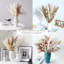 Wym 17cm Pampas Grass Grass