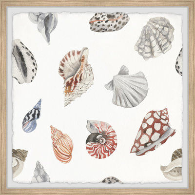 Classic Seashells - Single Picture Frame Print