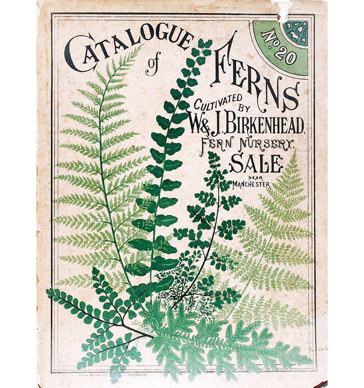 Art sur toile de la collection Winston Porter, collection Apple Vintage, titrée: Ferns 2