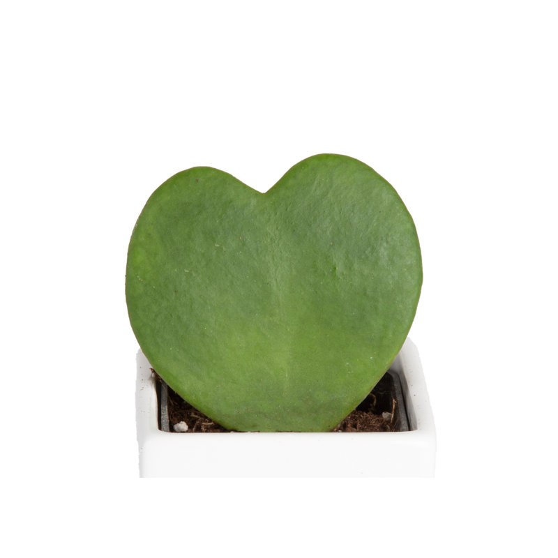 Succulent in Planter