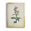 Toile encadrée de qualité supérieure Traditional Botanical II - prête à être accrochée-1499685930-1499685934