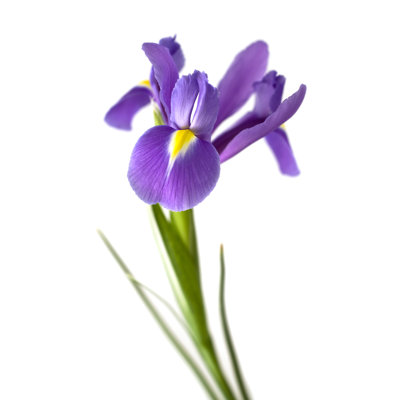 Iris by Lindilu - Wrapped Canvas Print