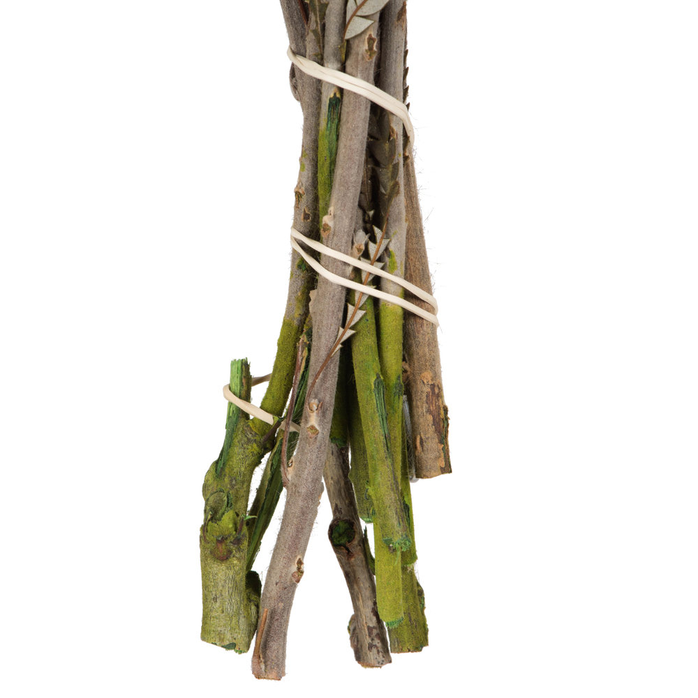 Banksia Stems