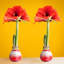 Costa Farms Indoor Holiday Red Amaryllis Bulb, Pack of 2