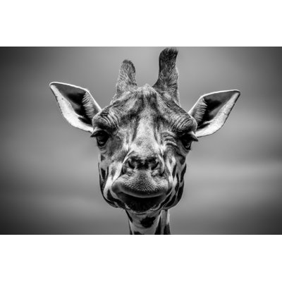 High Contrast Giraffe - Wrapped Canvas Art Prints