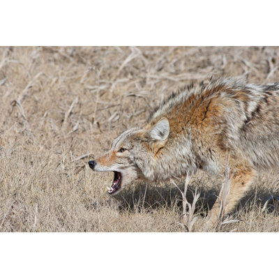 " Snarling Coyote "