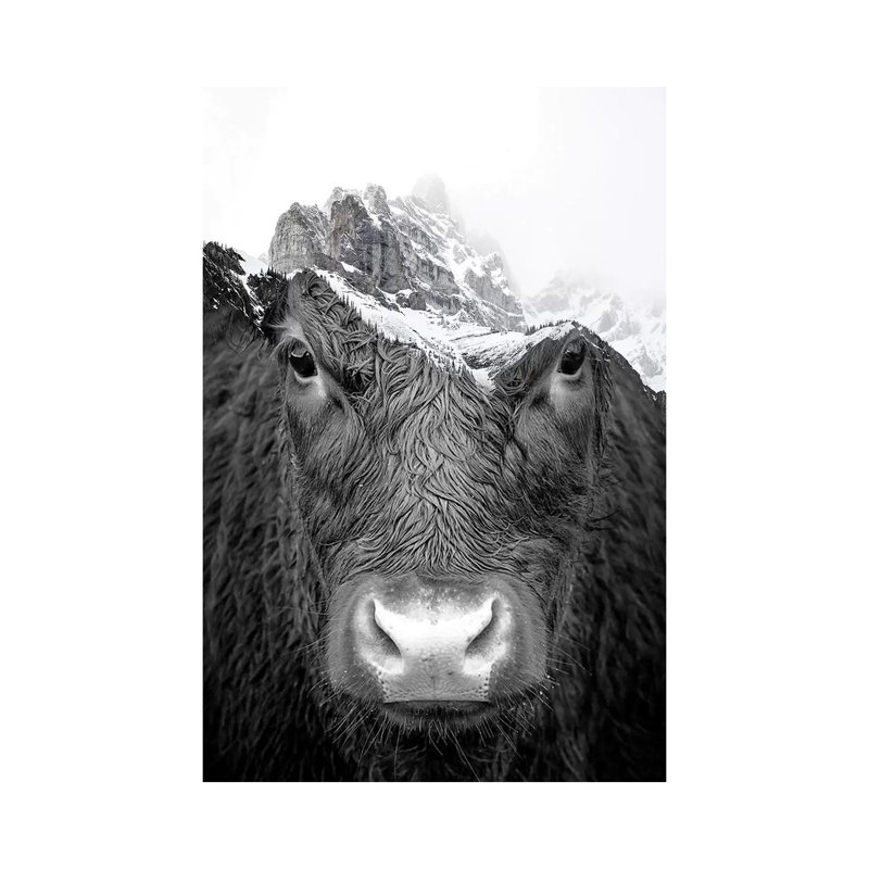 Bull by Paul Haag - Print on Canvas, Wrapped Canvas, 20.32 cm H x 30.48 cm W