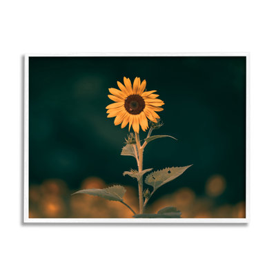 " Dark Sunflower Nature " by Daniel Sproul
