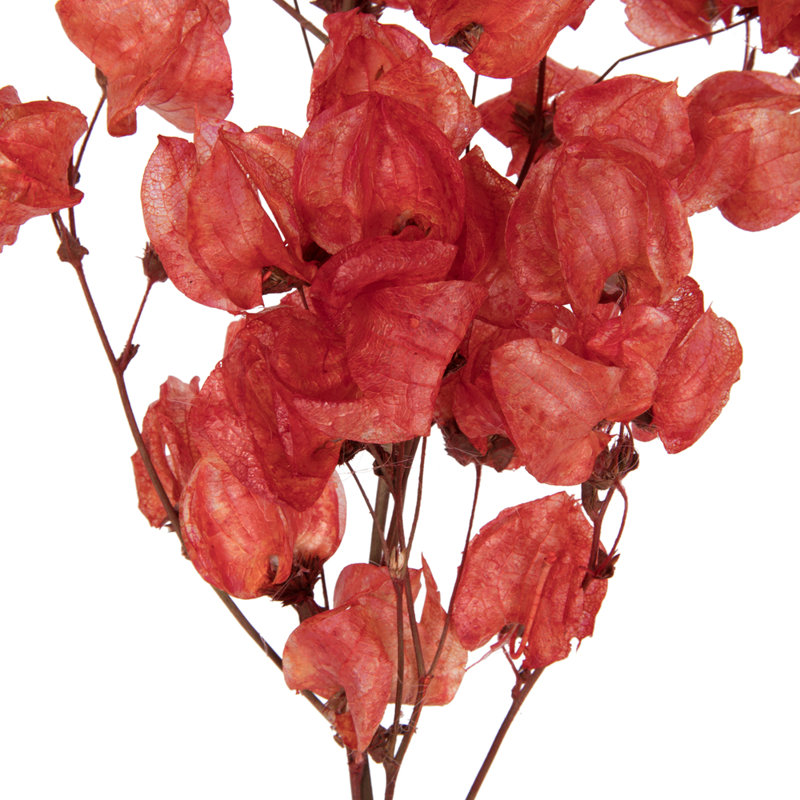 Preserved Cara Blossom Arrangement, Red