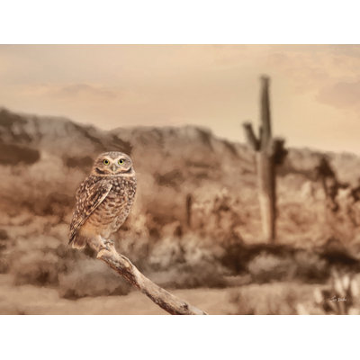 Hibou du désert