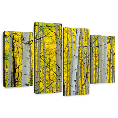 Alvord Birch Trees Forest Autumn