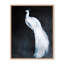 Nature Inspired Alabaster Majesty: White Peacock Against The Night-1691510550-1691510549-1691510539