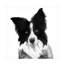 Border collie I par Grace Popp - impression sur toile tendue-2101855597