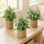 Plantes d'eucalyptus artificiel rustique de 7 pouces avec jardinières tissées à la main