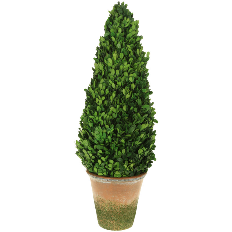 Boxwood Topiary Cone - 31 Inches