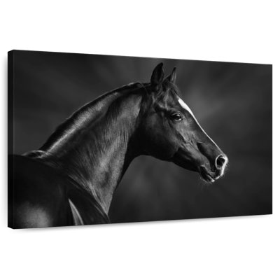 Brampt Black Arabian Horse