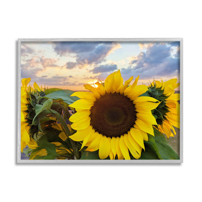 Tournesol jaune vif en fleurs au lever du soleil, cadre photo sur panneau de fibres à densité moyenne