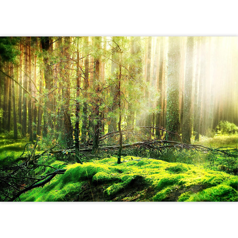 Peel & Stick Border, 100" L x 144" W