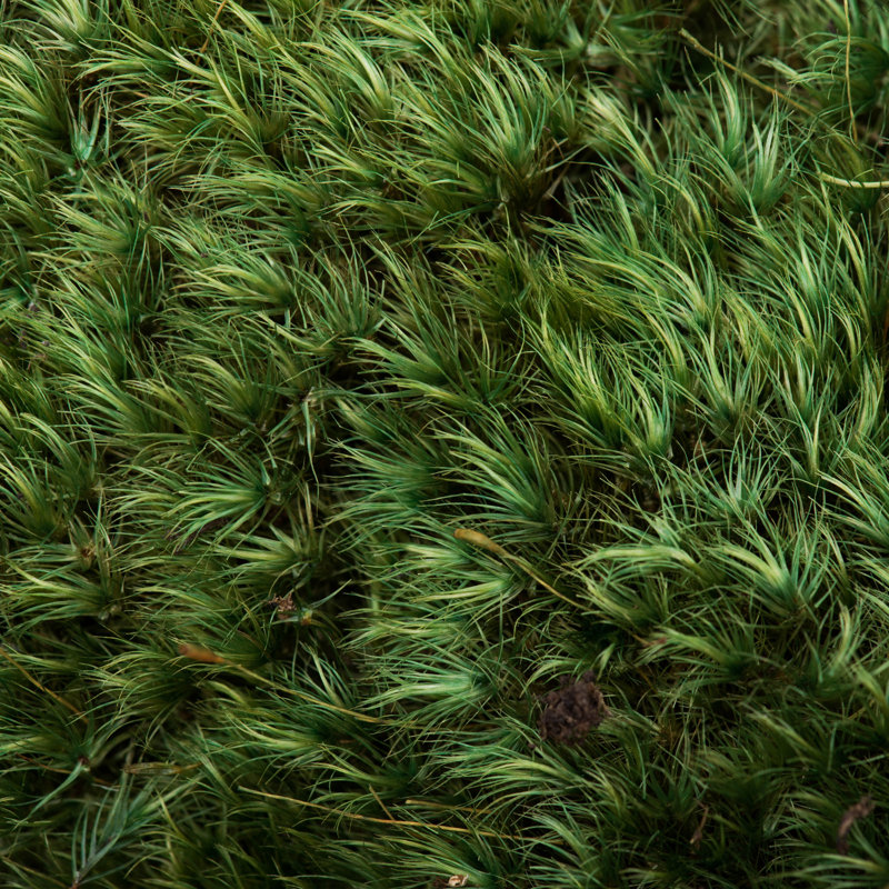Mousse verte Primrue de qualité supérieure, conservée