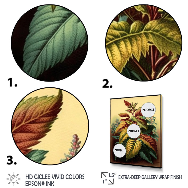 «Coleus Plant Vintage Botanical Illustration I», reproduction sur toile, Cadre flottant brun, H 32 po x l 24 po x P 1 po