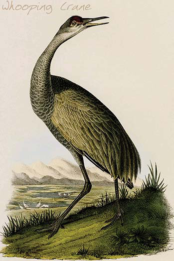 Crane whooping-impression d’art graphique, H 66 po x l 44 po x P 1,5 po