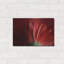 Ebern Designs «Red Gerbera on Red 09» par Tom Quartermaine, art mural en métal-390003044