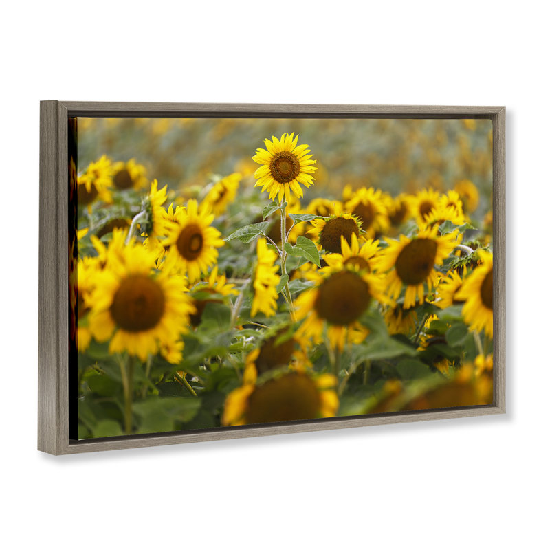Tournesol central dans un cadre flottant de prairie, design par Andy Crawford, H 17 po x l 25 po