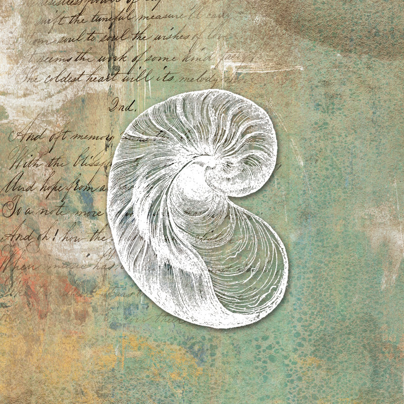 Distress Sea Shell 2 - Wrapped Canvas Print, 122cm H x 122cm W x 3.8cm D