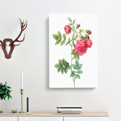 Turnip Rose In Pink by Pierre-Joseph Redoute - Wrapped Canvas Painting