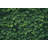Leafy Green Background by Marcus Lindstrom-1687105385