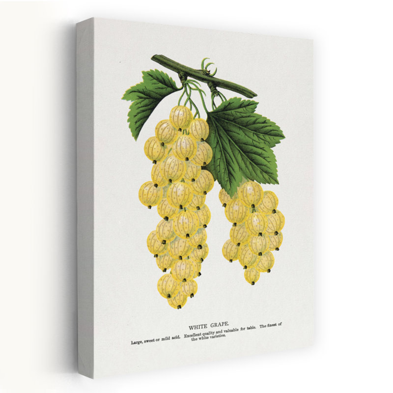 «White Grape Lithograph Abstract Retro Vintage Flower Landscape», art mural, H 48 po x l 32 po
