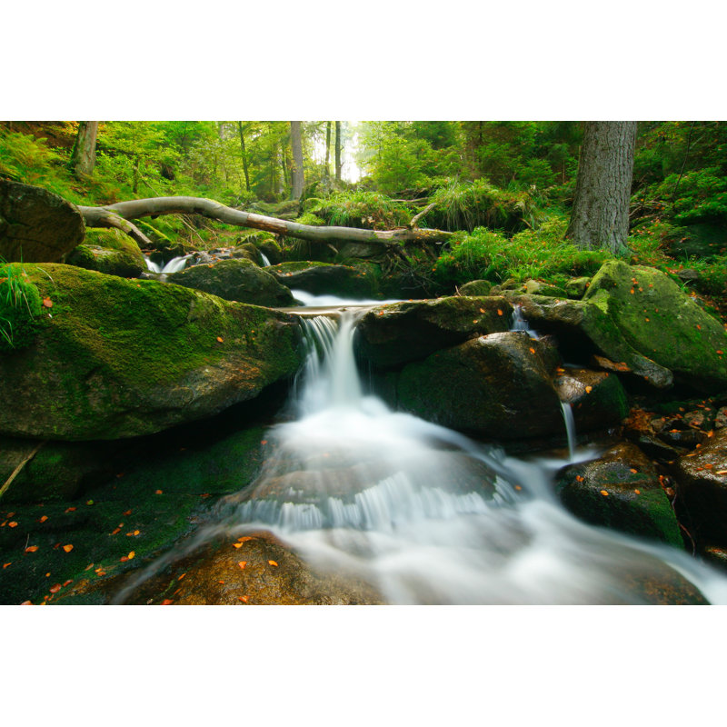Wild Forest Stream by Avtg, 12" H x 18" W