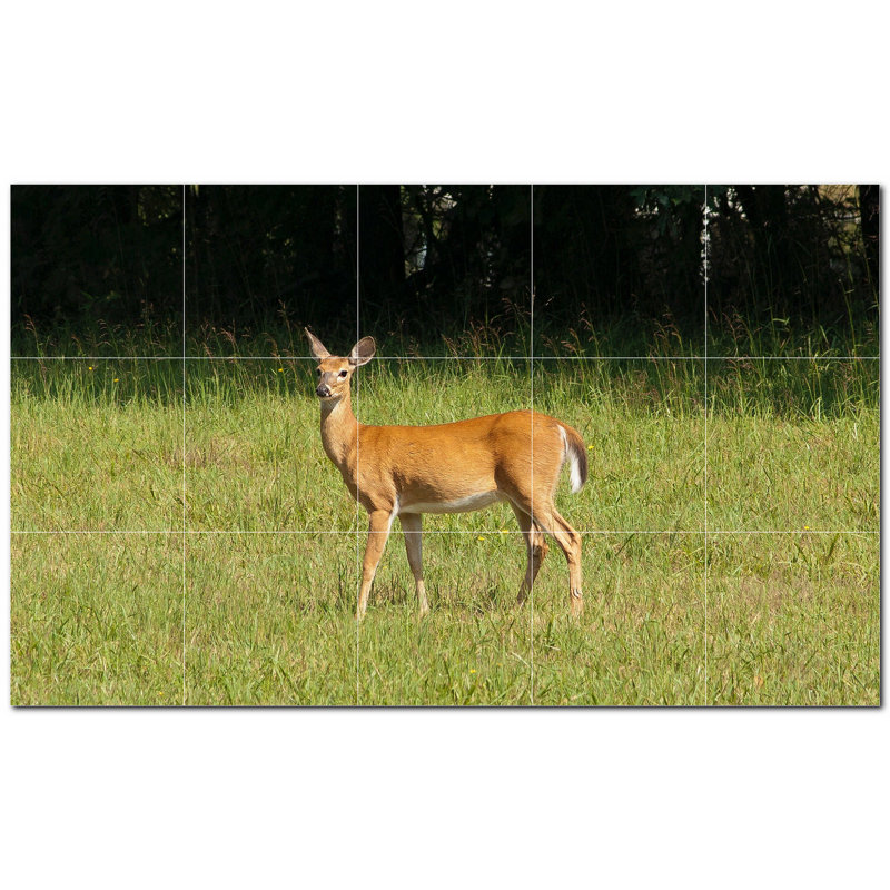 Cerf photo 12 x 12