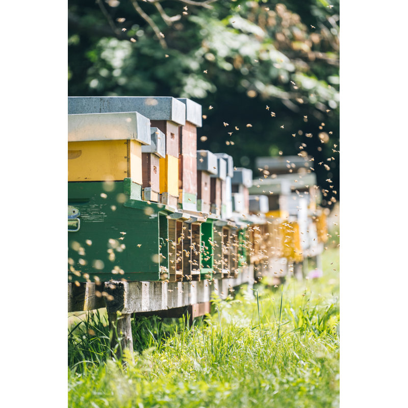 Honey Beehive Colony by AscentXmedia - Wrapped Canvas Print, 30cm H x 20cm W
