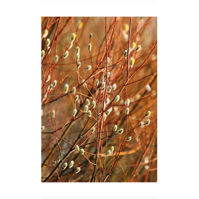" Pussy Willows "