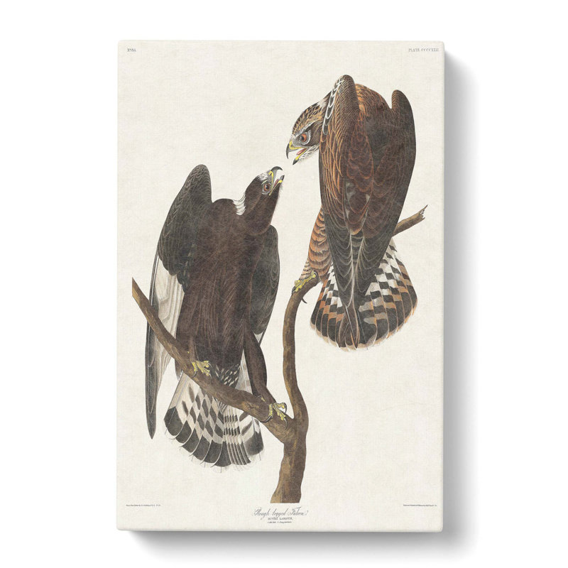 Rough-Legged Falcons by John Audubon - Wrapped Canvas, 60cm H x 40cm W x 3cm D