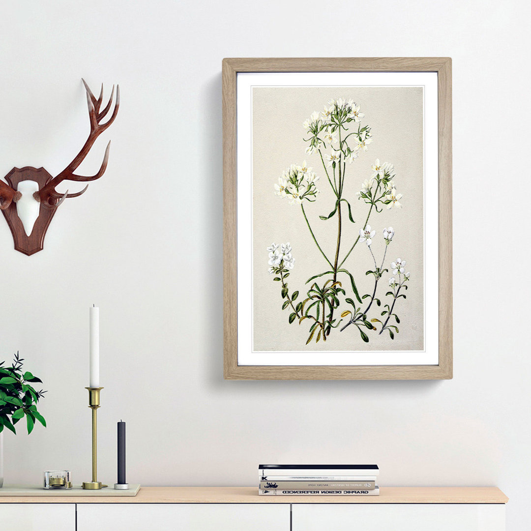 Gentiana Flowers by Sarah Featon - Picture Frame Painting Print
