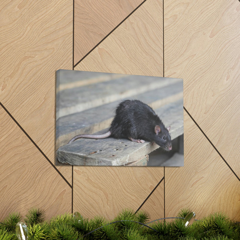 Rat, chasse, rat, chasse, art mural