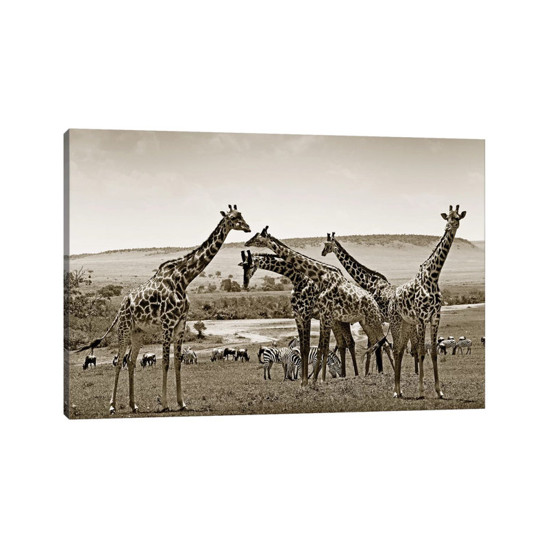 Gathering Giraffes by Klaus Tiedge - Wrapped Canvas Print, 20.32 cm H x 30.48 cm W