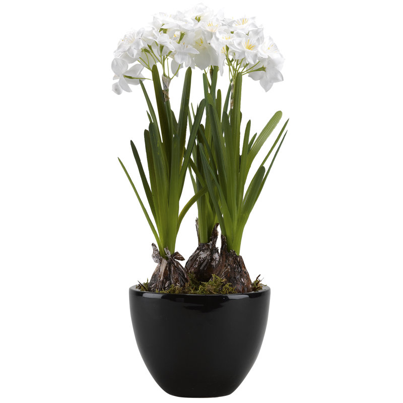 Bulbes de papier blanc dans un arrangement floral de plancher en pot