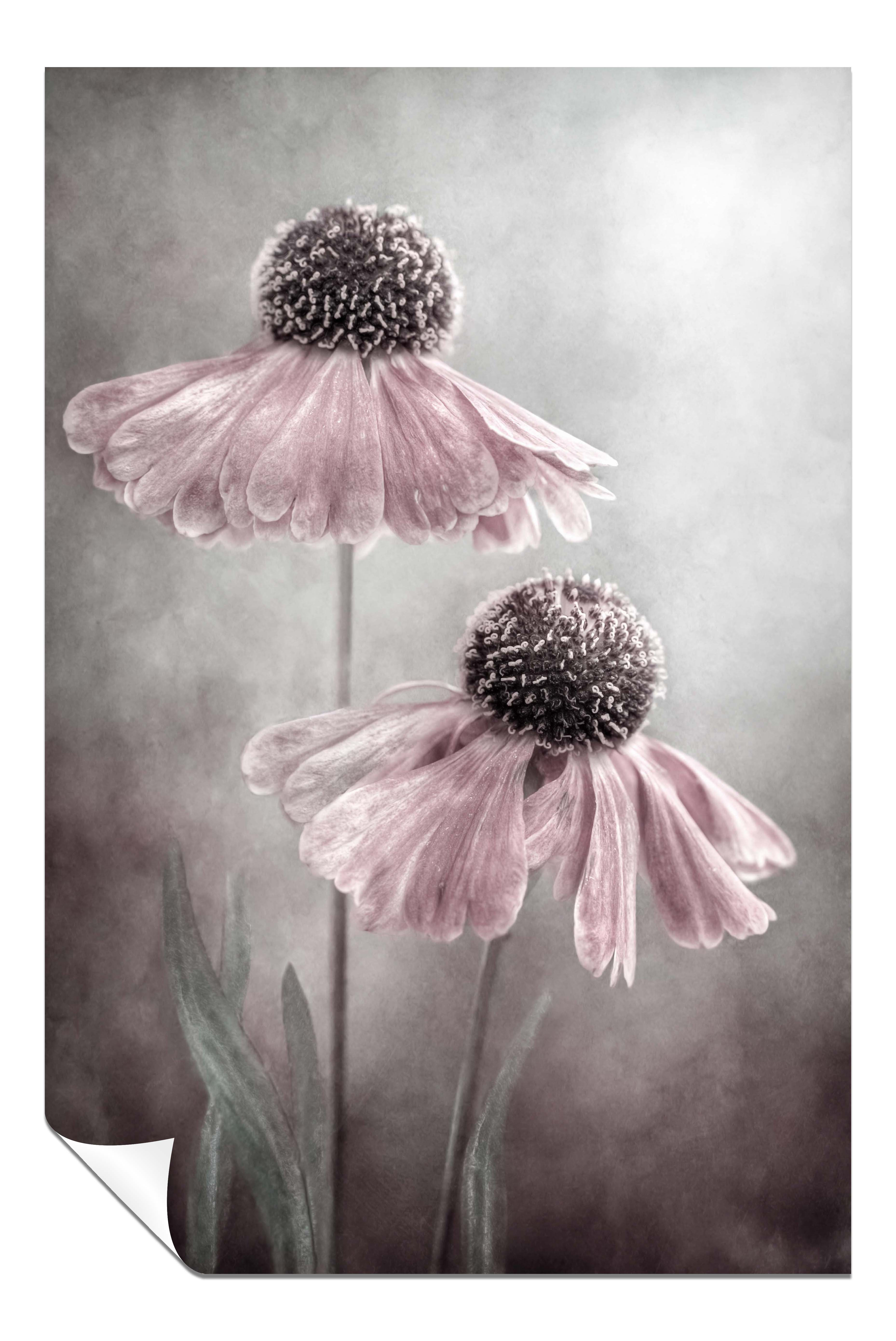 Panther Print Pastel Pink Helenium Flower Painterly - Unframed Art ...